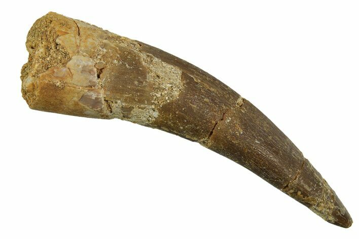 Fossil Plesiosaur (Zarafasaura) Tooth - Morocco #298330